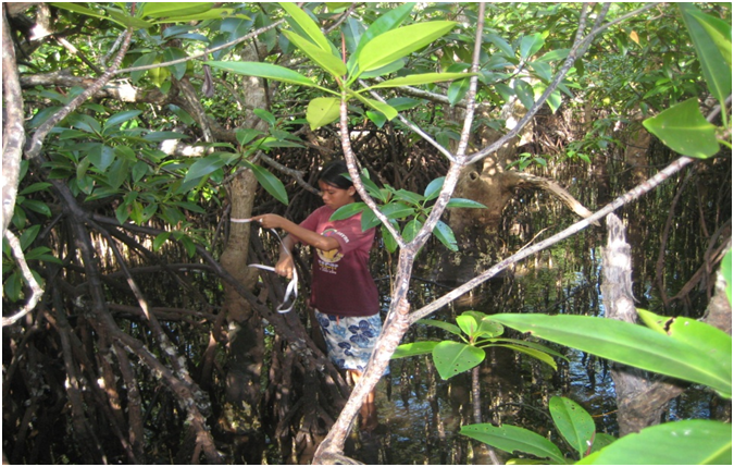 mangrove 2