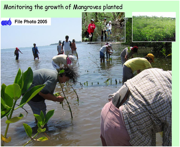 mangrove